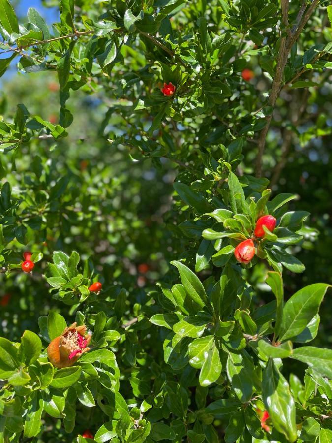 Quinta Da Layla Βίλα Olhão Εξωτερικό φωτογραφία